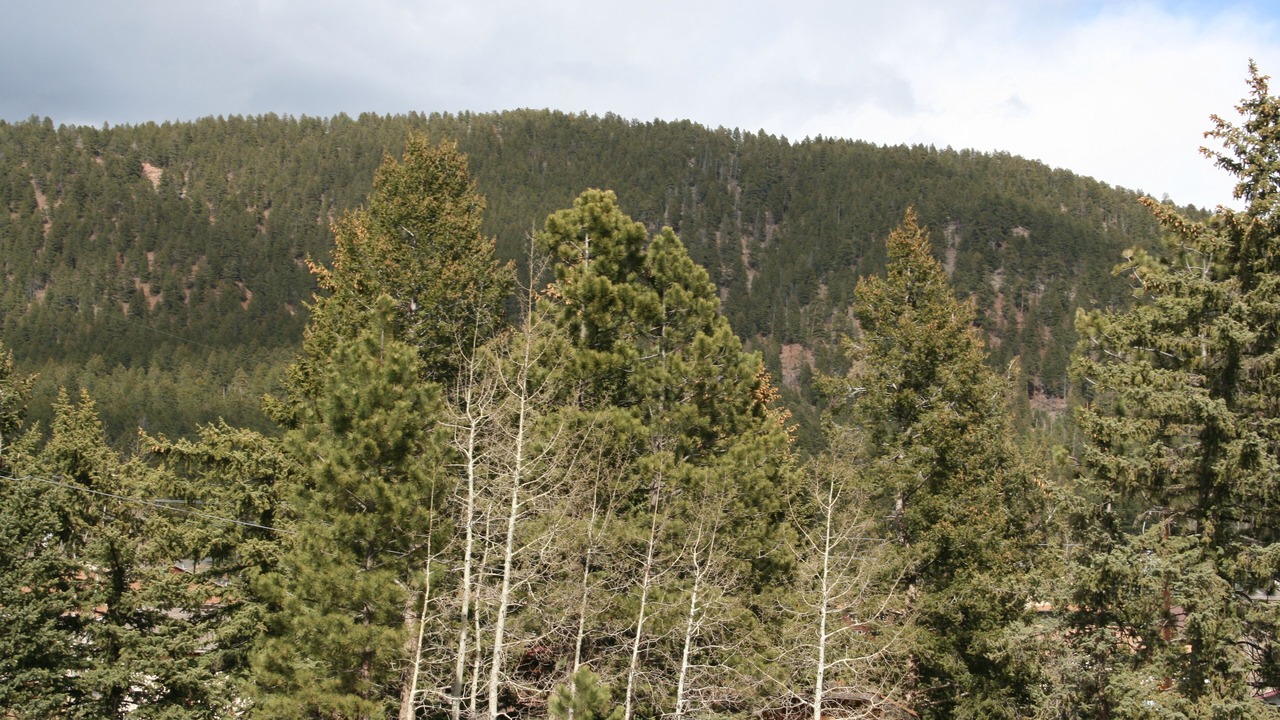 Photo of Others in Woodland Park