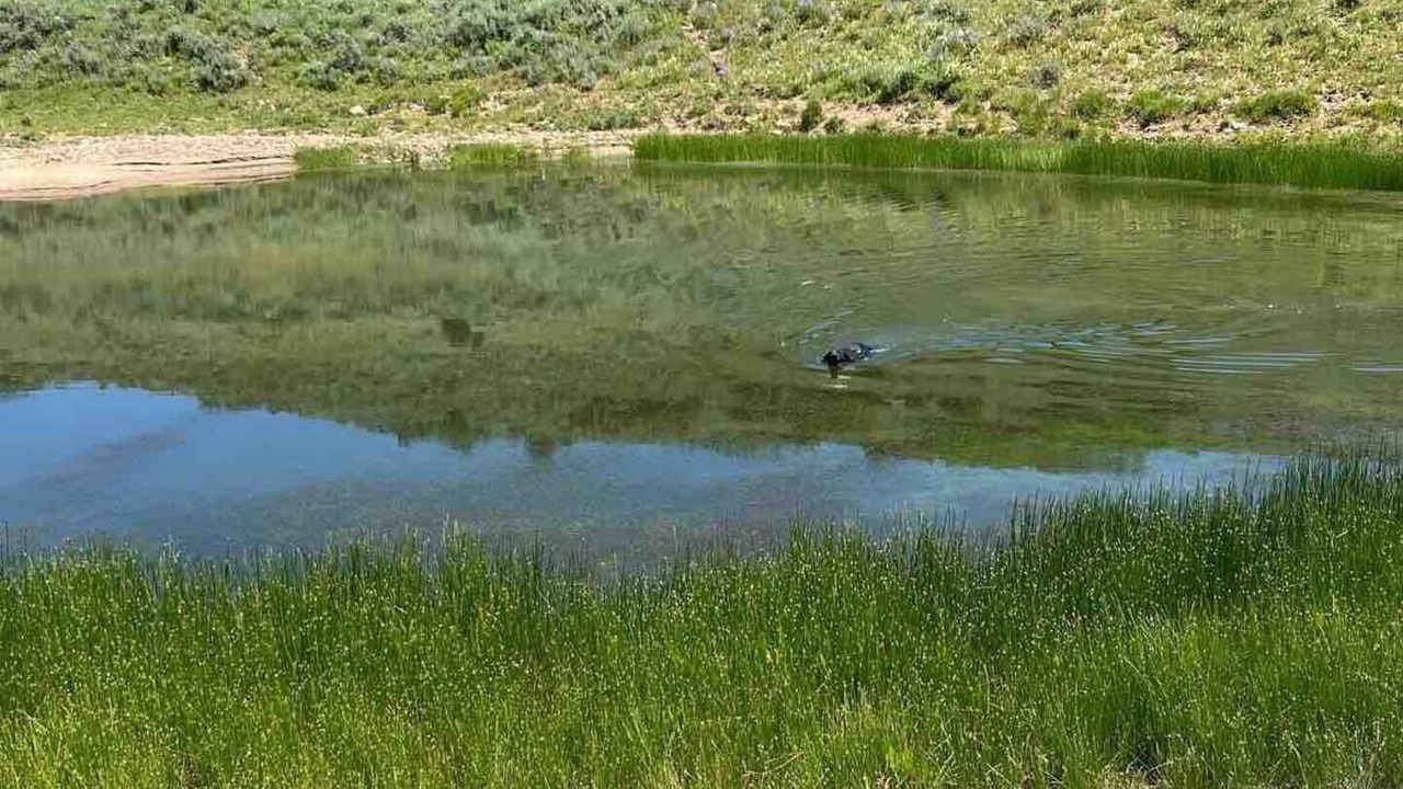 Photo of Others in Collbran