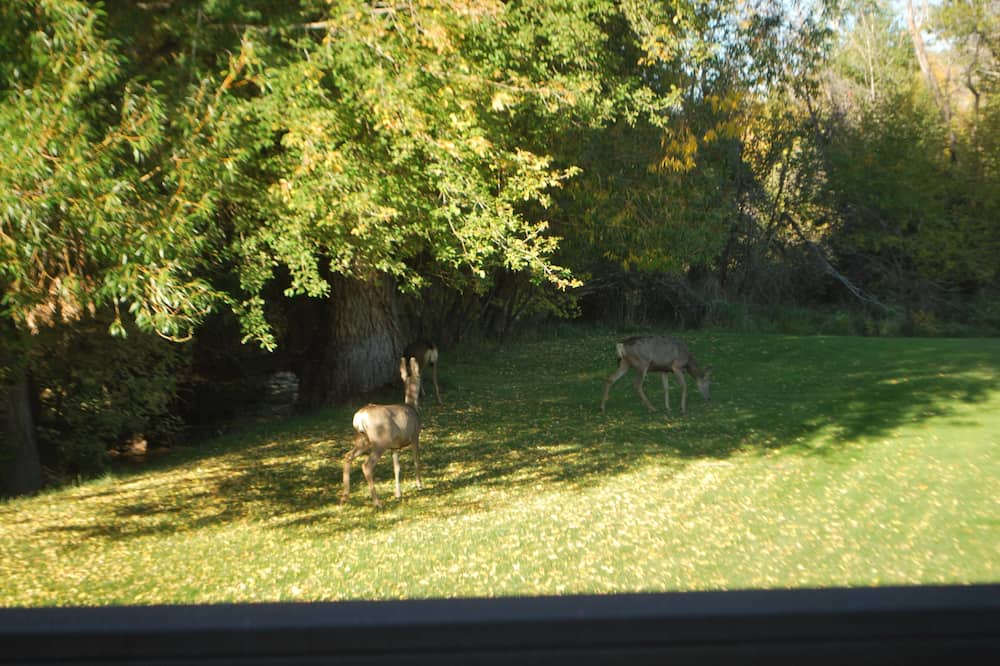 Photo of Outdoor in Collbran