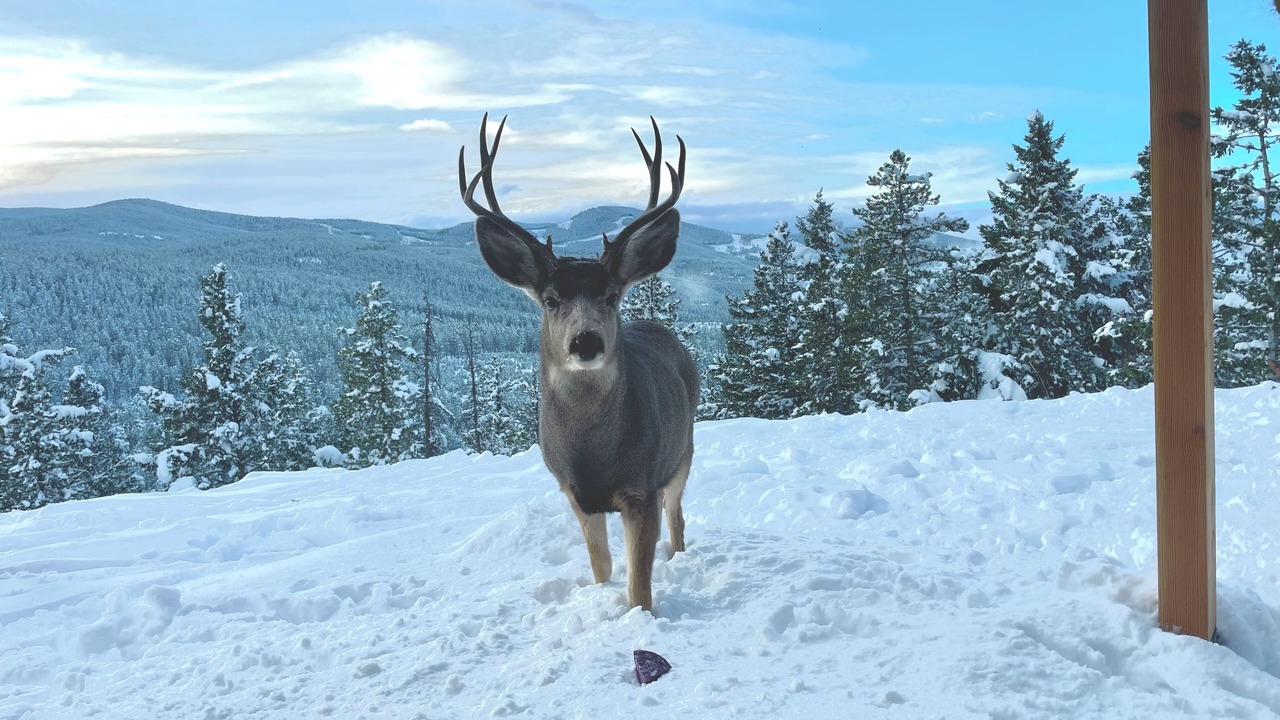 Photo of Others in Shadow Mountain