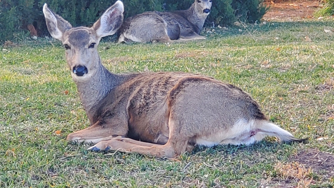 Photo of Others in Rye