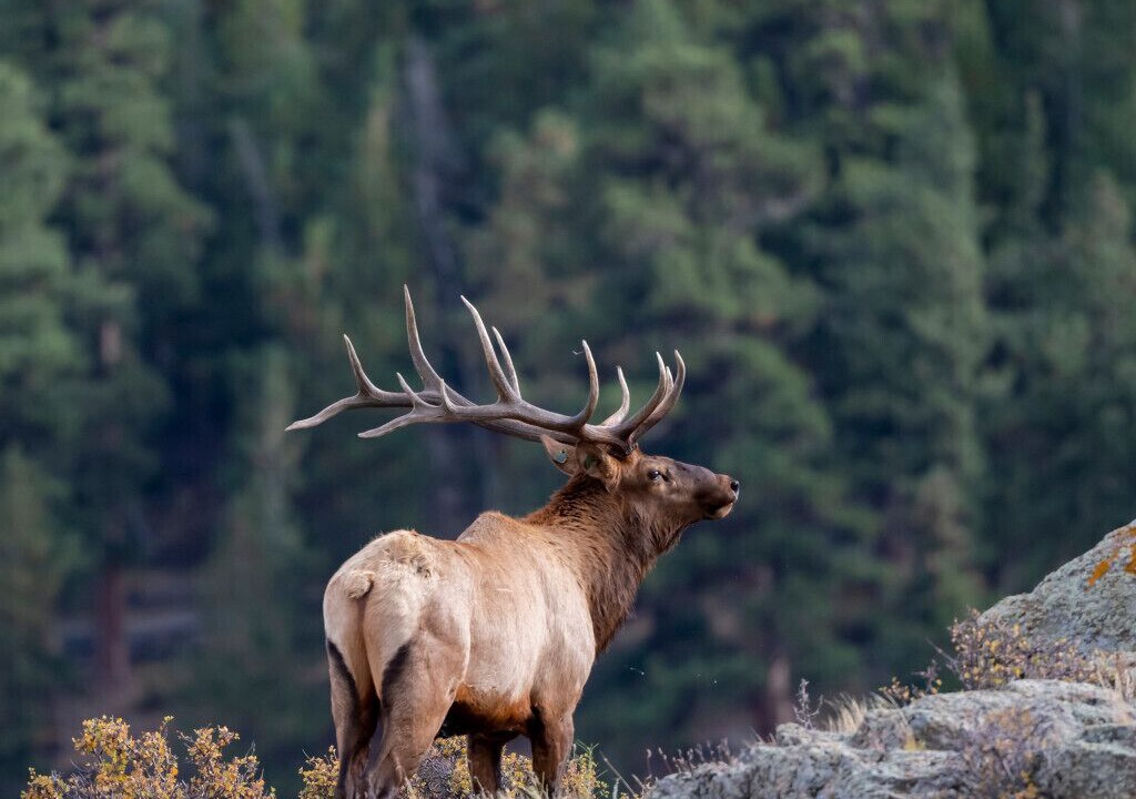 Photo of Others in Fraser