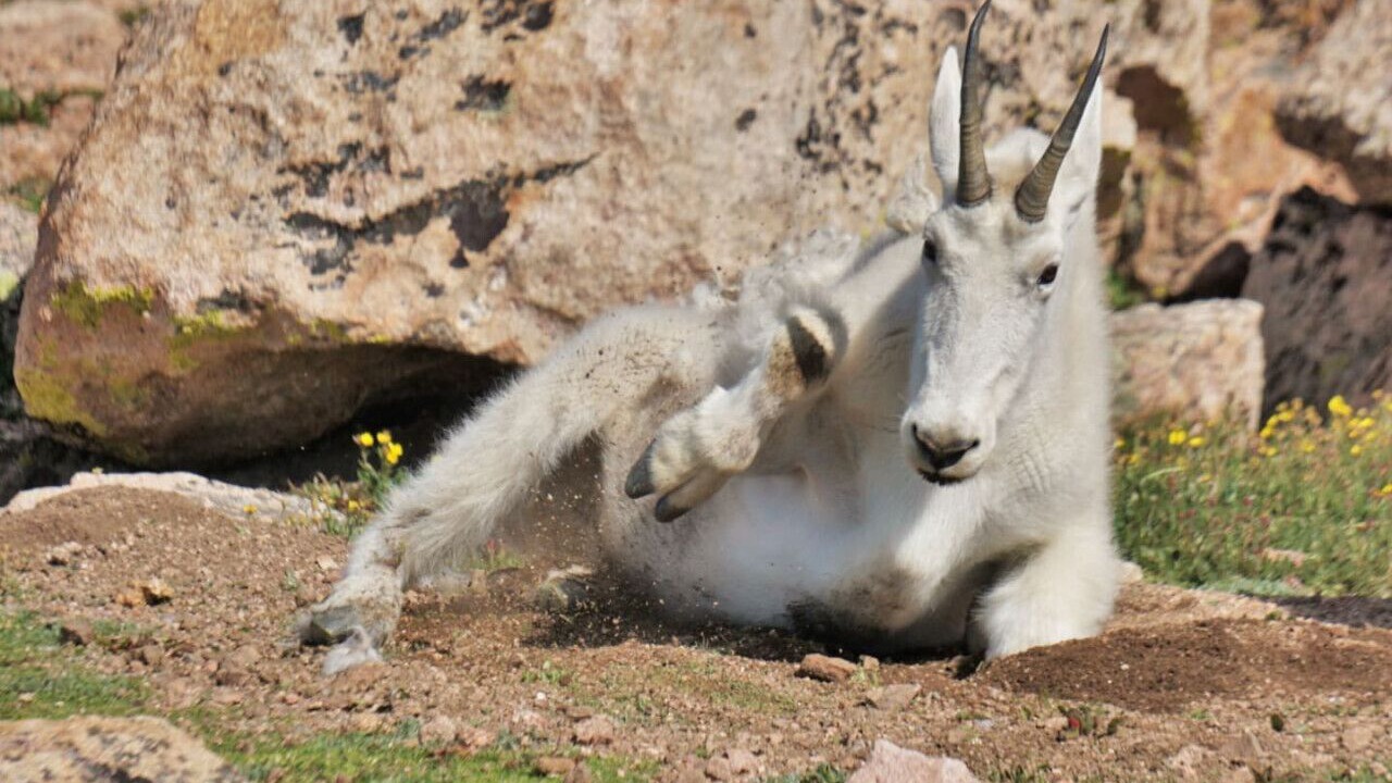 Photo of Others in Leadville North