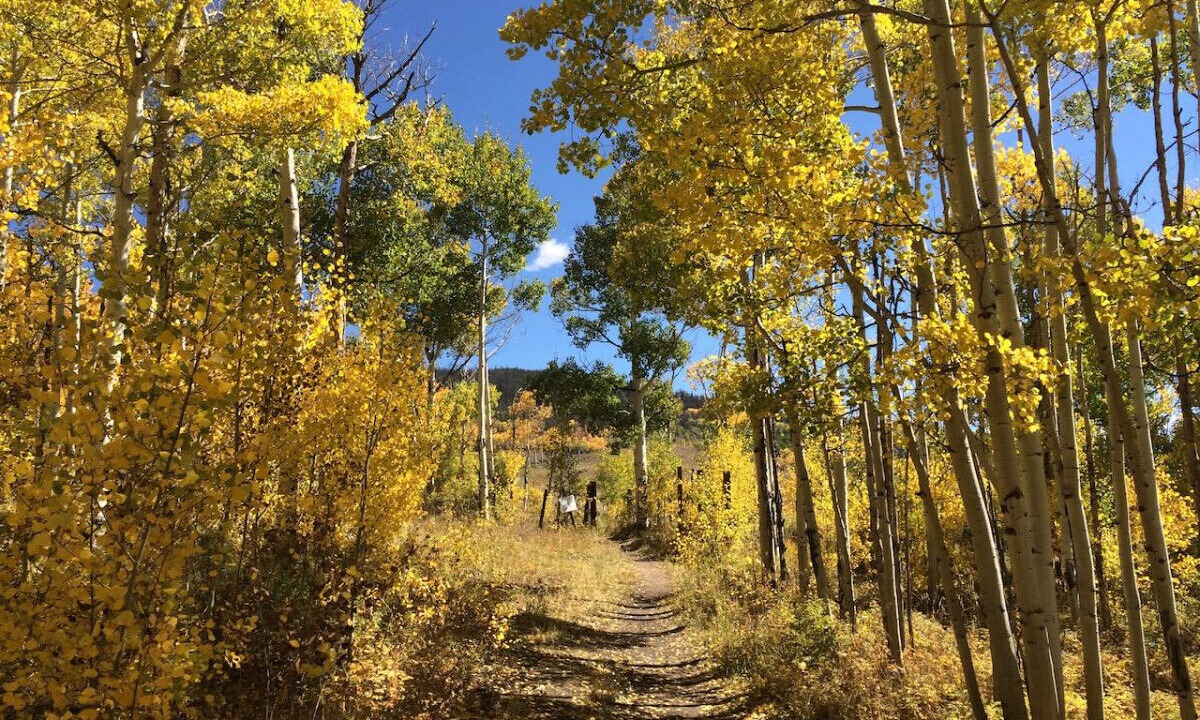 Photo of Others in Leadville North