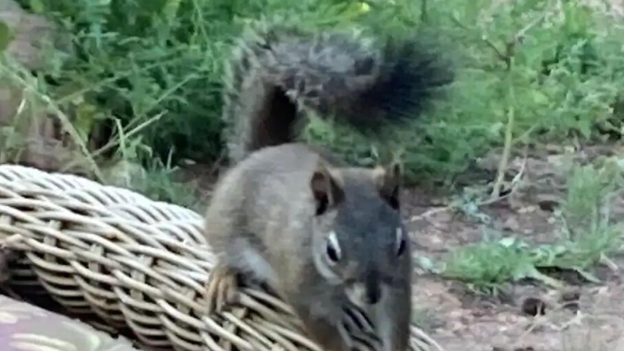 Photo of Others in Green Mountain Falls