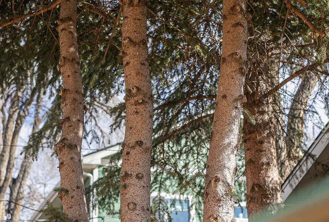 Photo of Outdoor in Central Colorado Springs