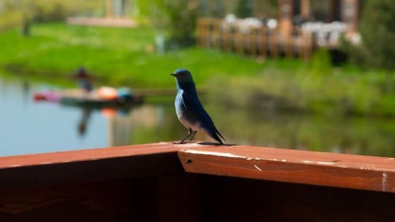 Photo of Others in Pagosa Springs