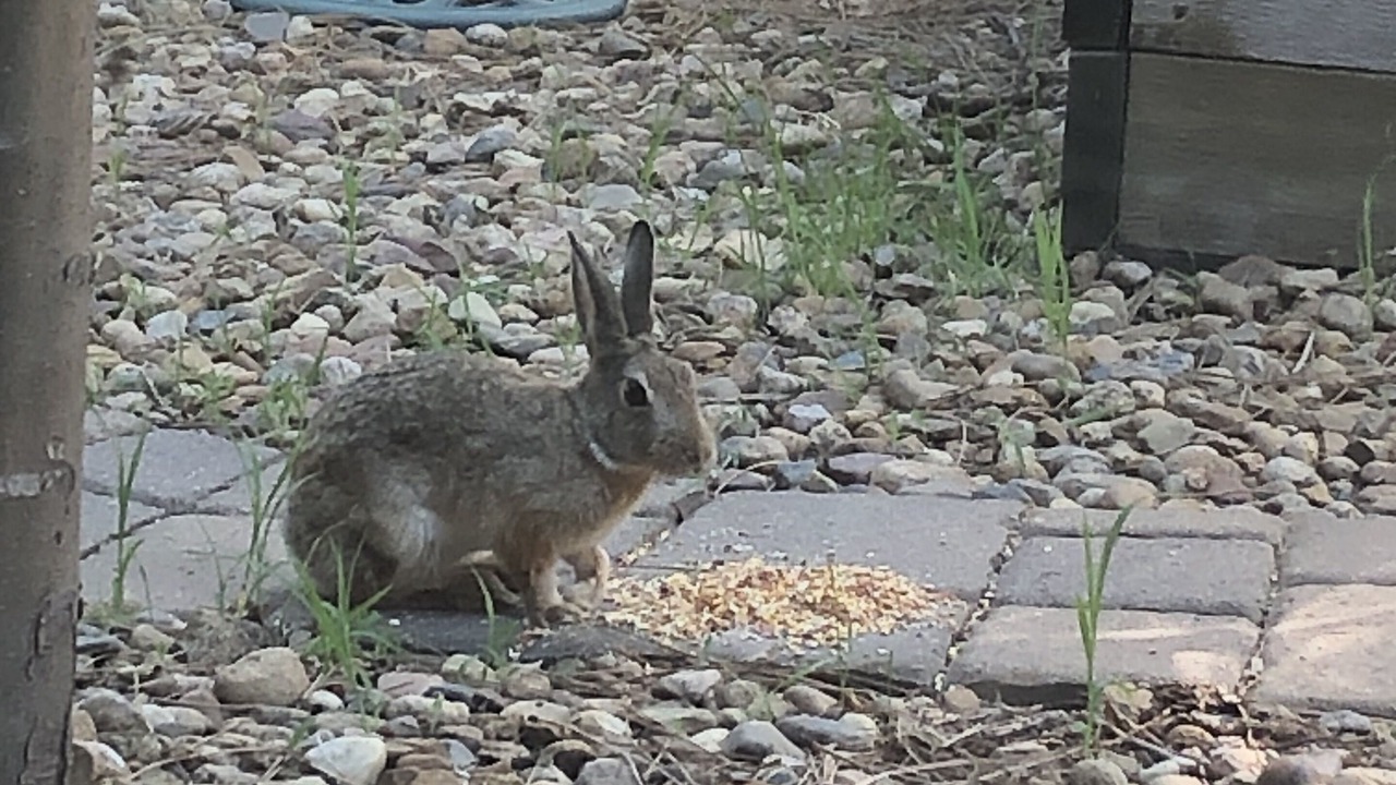 Photo of Outdoor in The Pinery