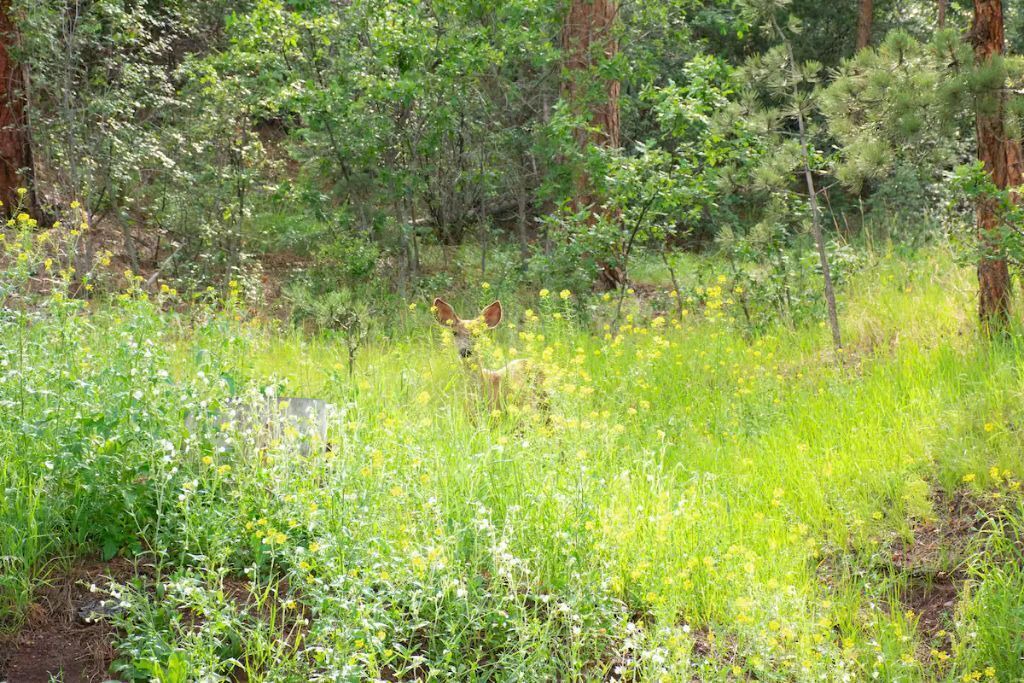 Photo of Outdoor in Cascade