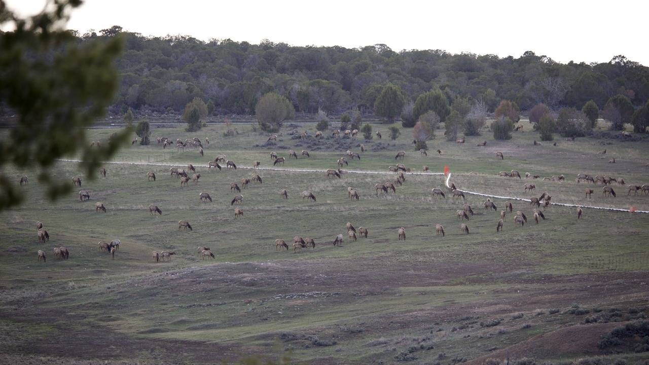 Photo of Outdoor in Montrose