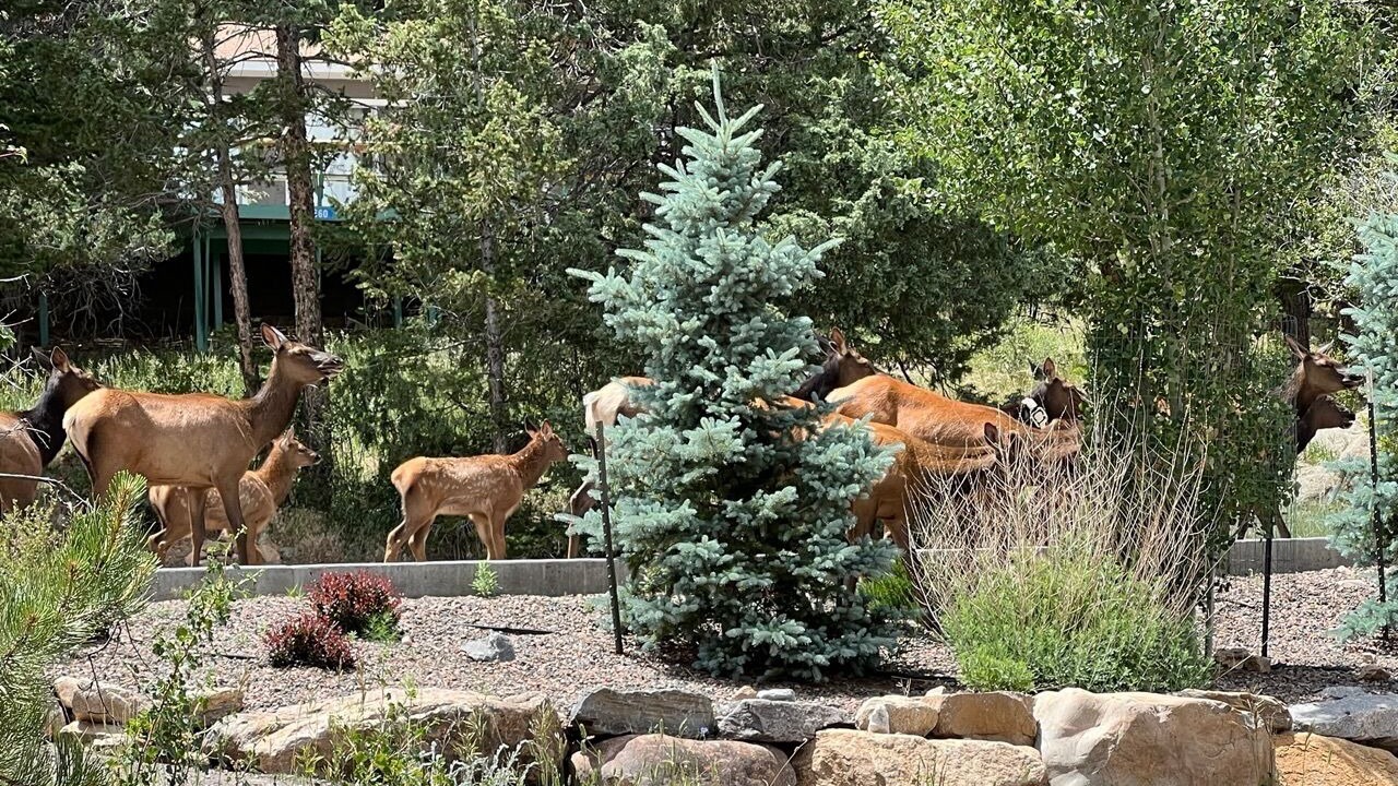 Photo of Others in Estes Park