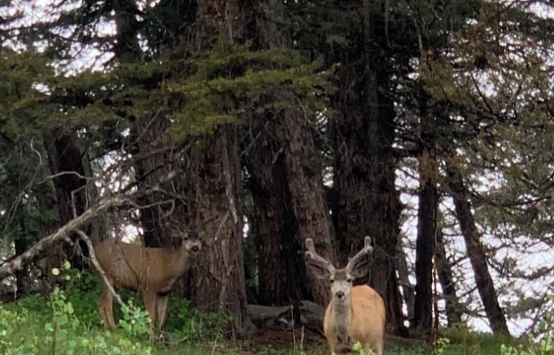 Photo of Outdoor in Cimarron