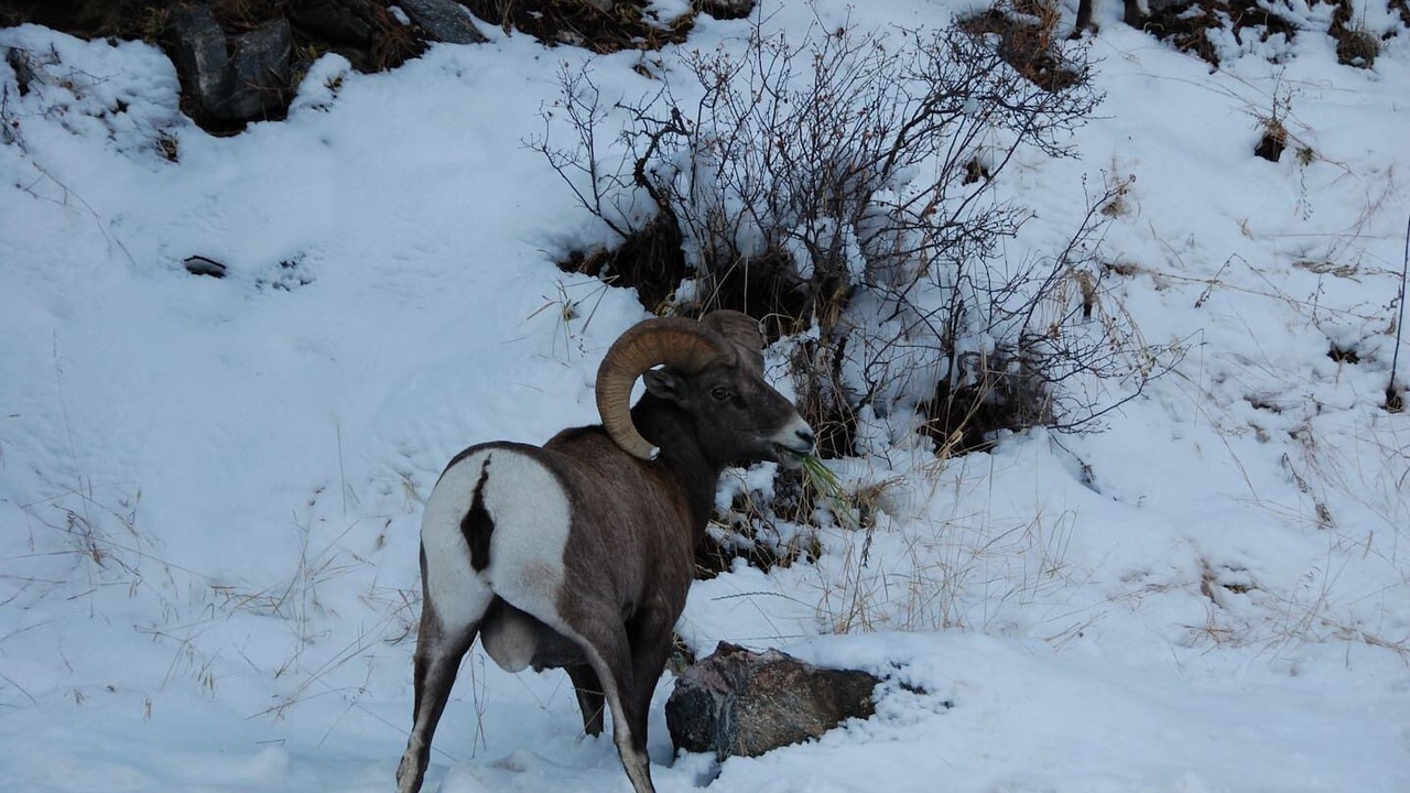 Photo of Others in Estes Park