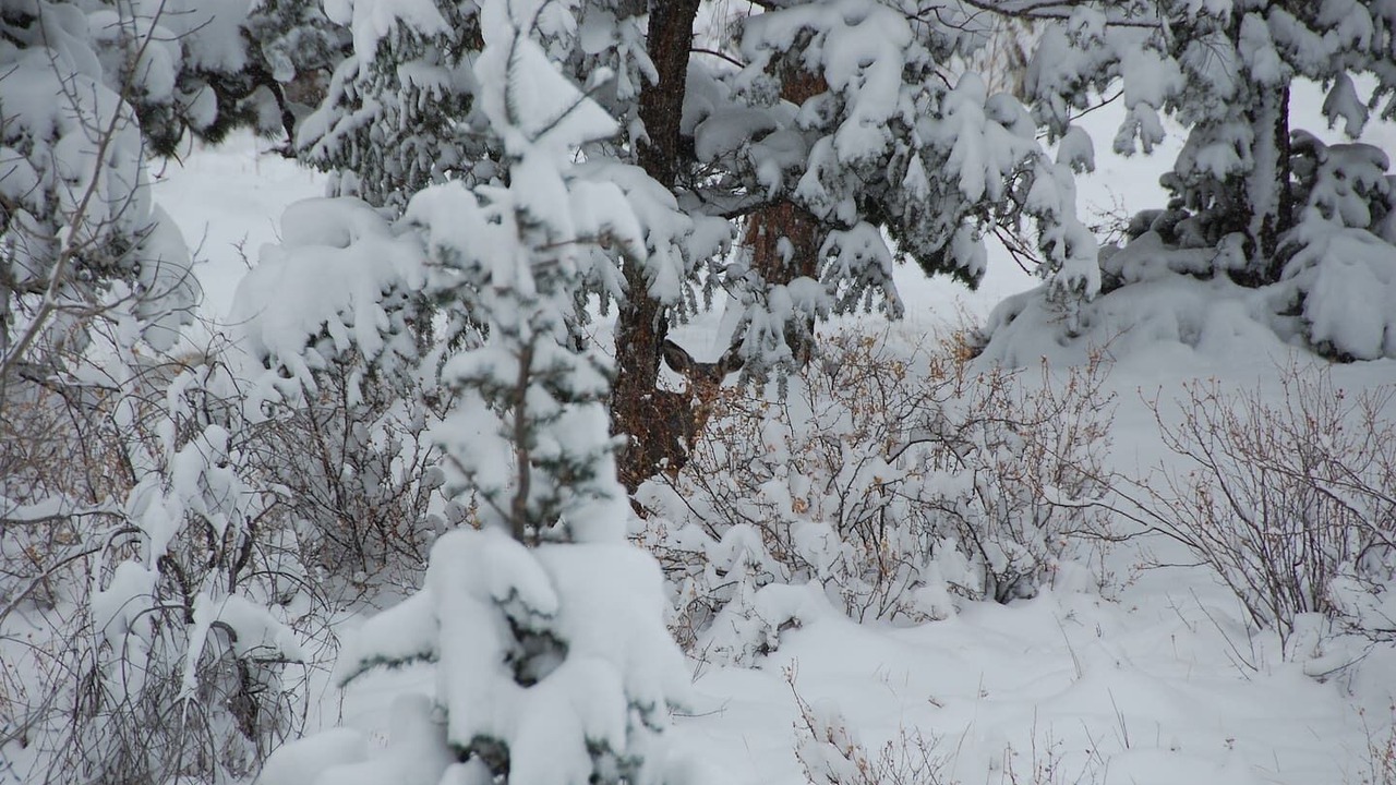 Photo of Others in Estes Park