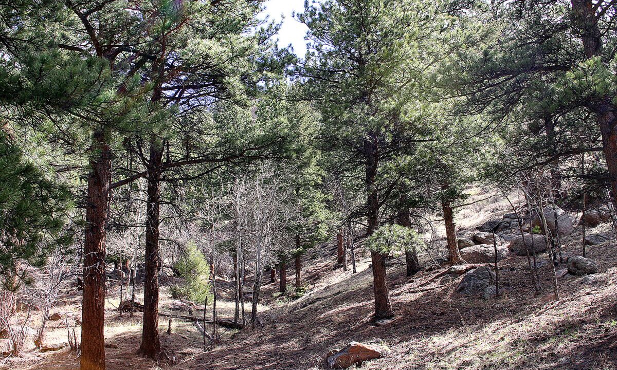 Photo of Others in Estes Park
