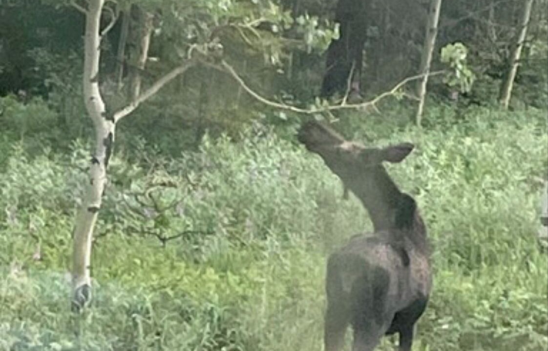 Photo of Others in Rollinsville