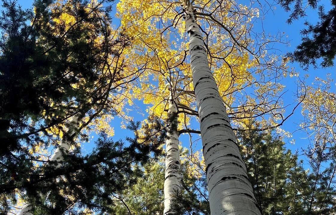 Photo of Outdoor in Shadow Mountain