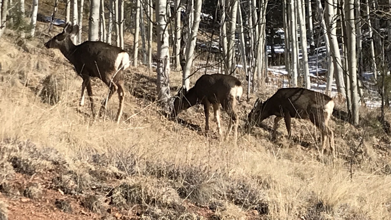 Photo of Others in Rainbow Valley