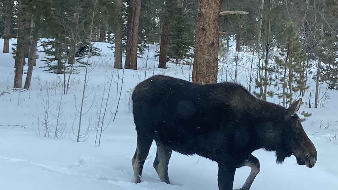 Photo of Others in Idaho Springs