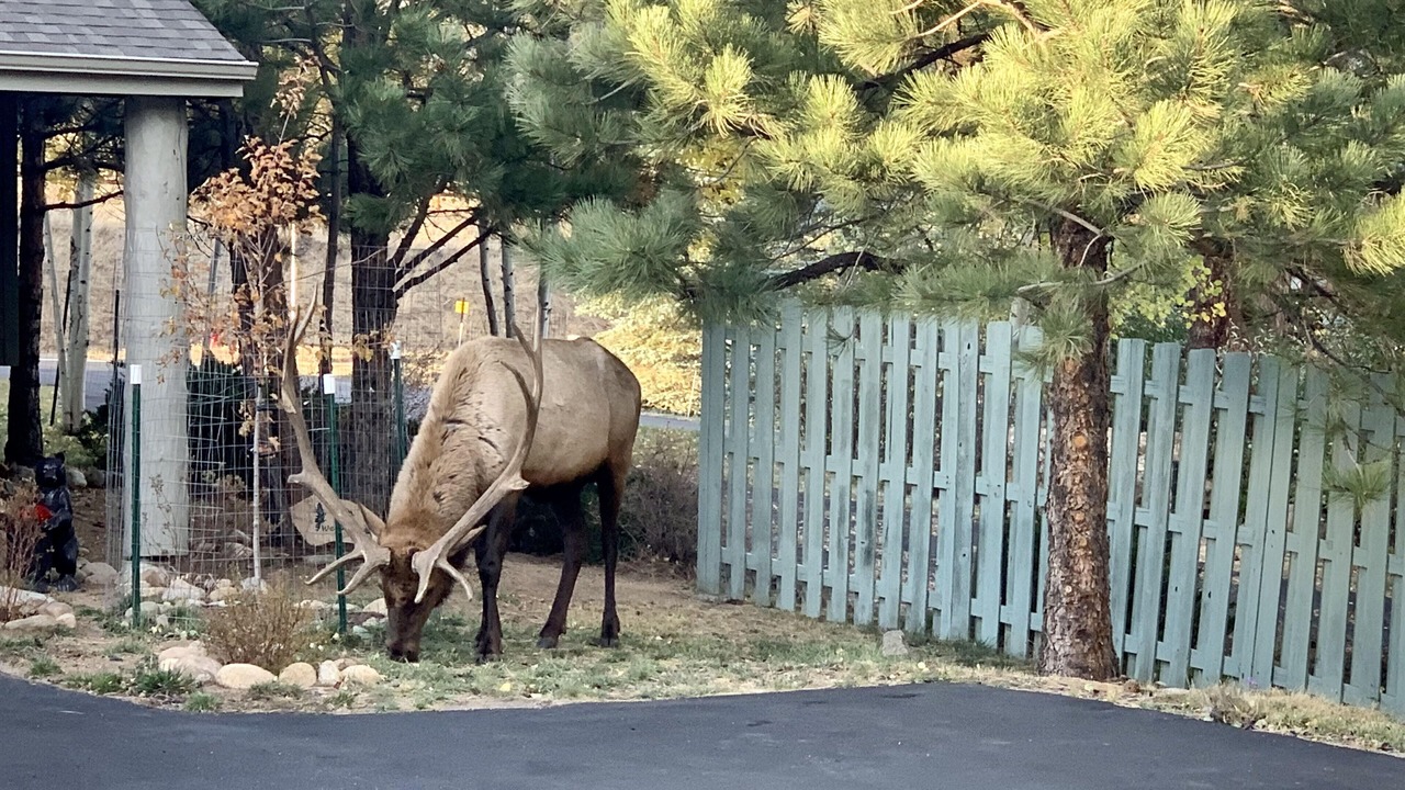 Photo of Others in Estes Park