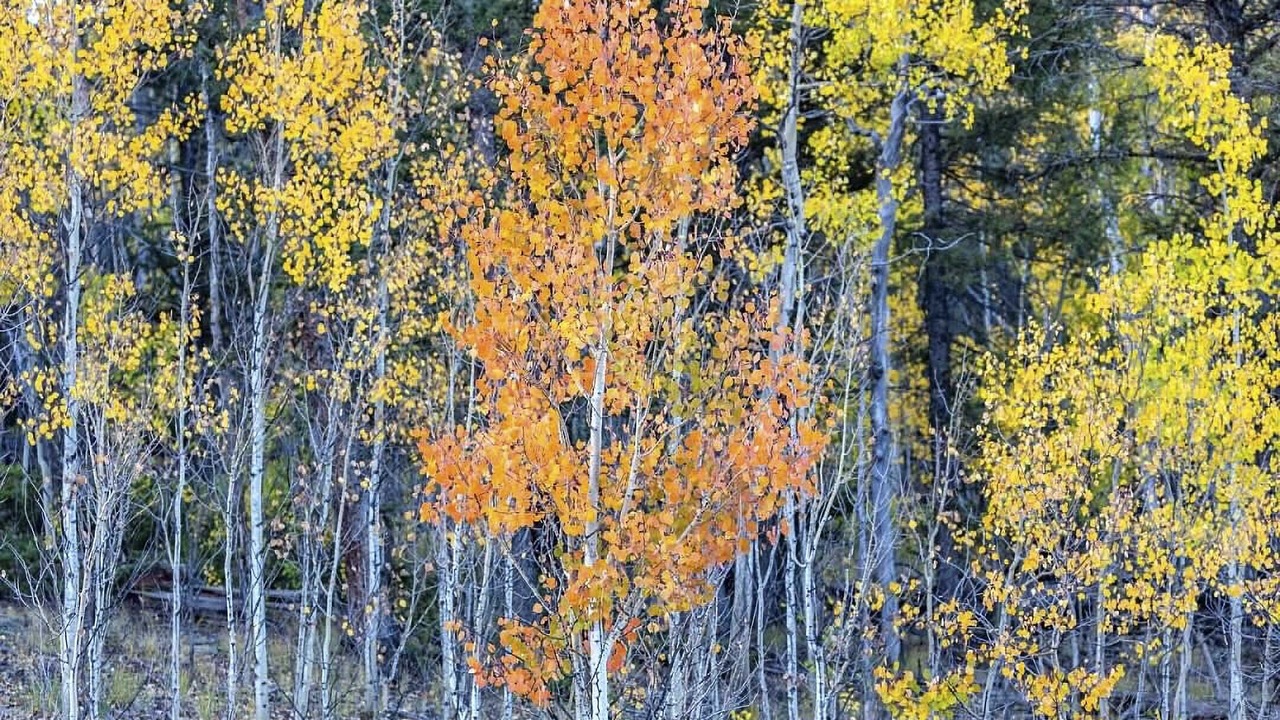 Photo of Outdoor in Indian Mountain