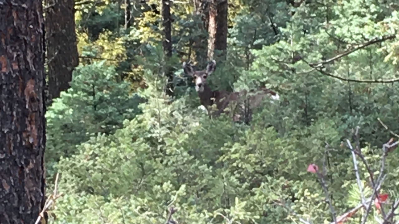 Photo of Others in Colorado Springs