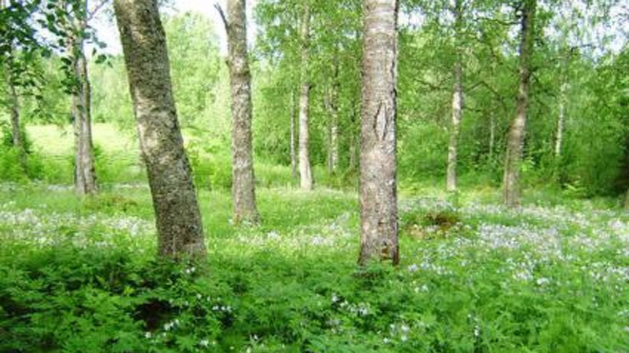 Photo of Others in Sonkajarvi