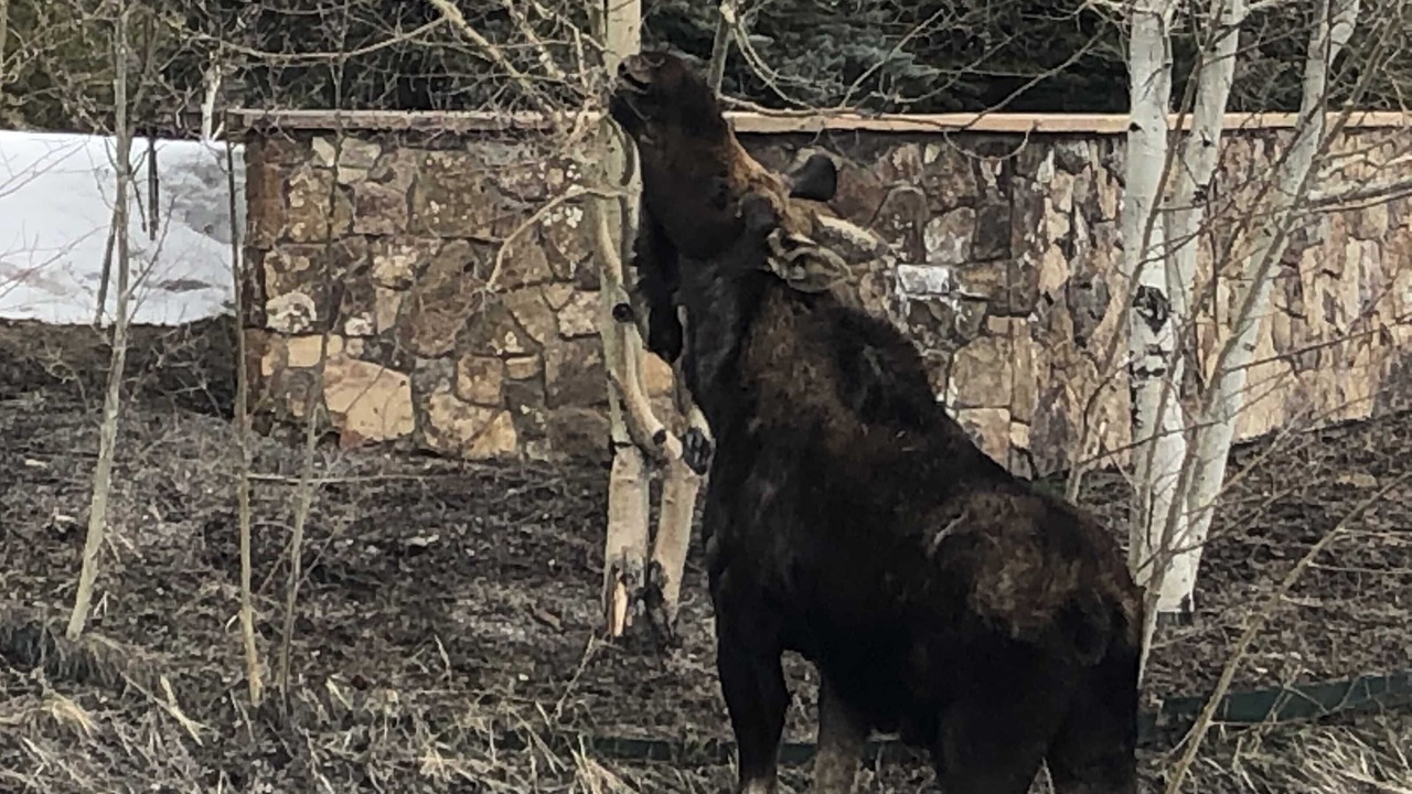 Photo of Others in The Highlands