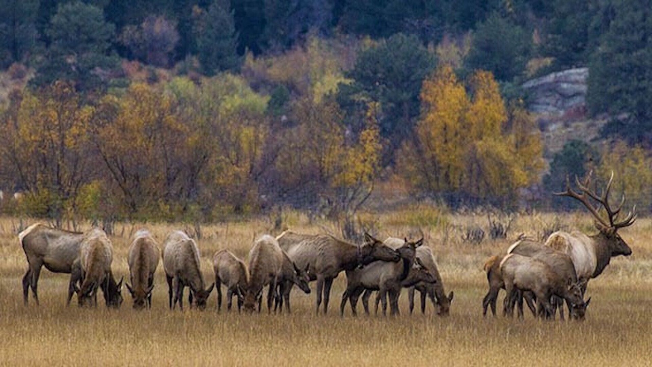 Photo of Outdoor in Estes Park