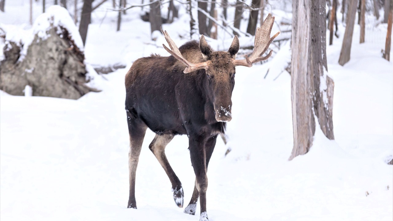 Photo of Others in Breckenridge
