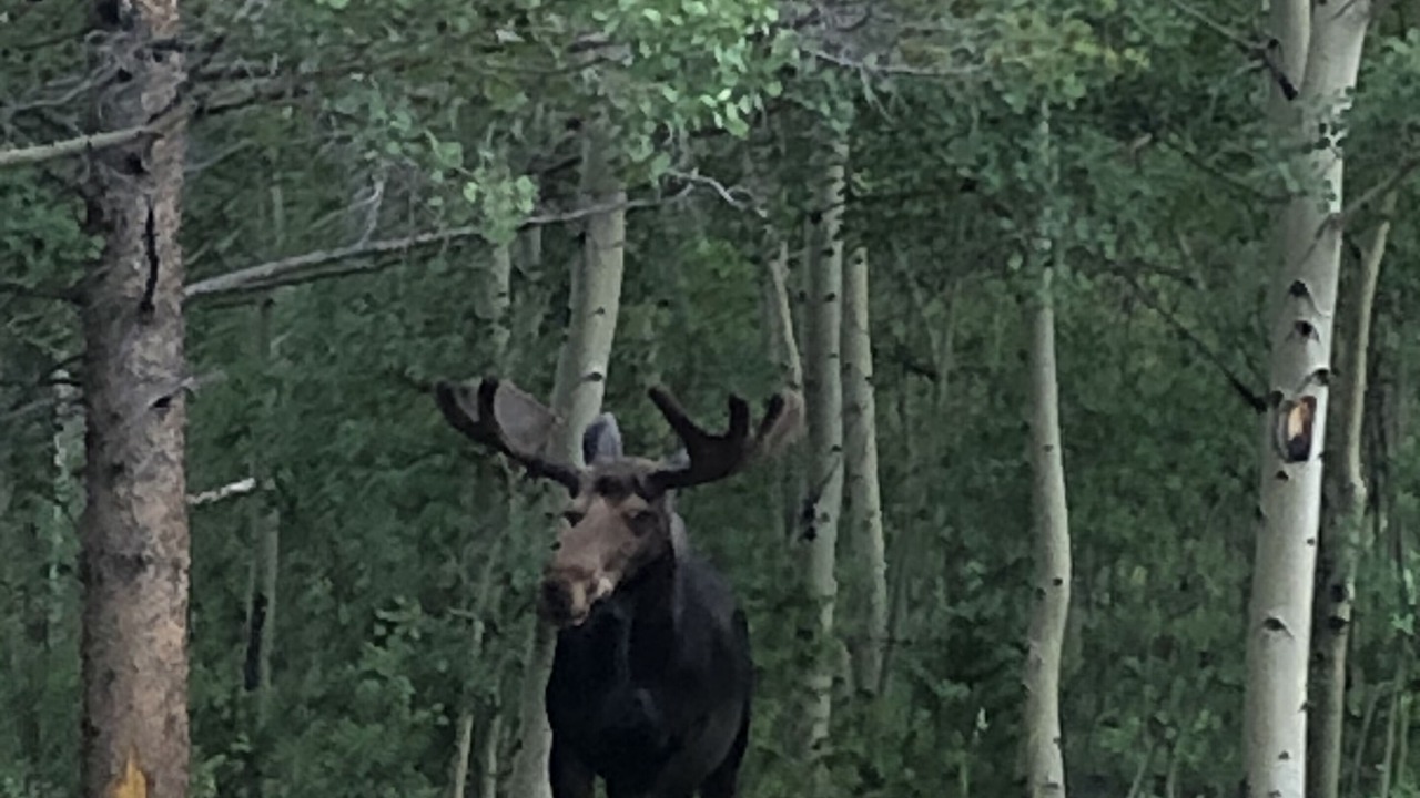 Photo of Outdoor in Allenspark