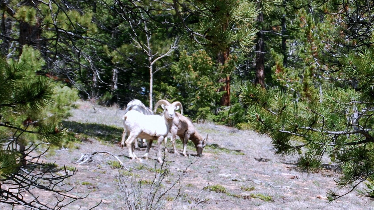 Photo of Others in Allenspark