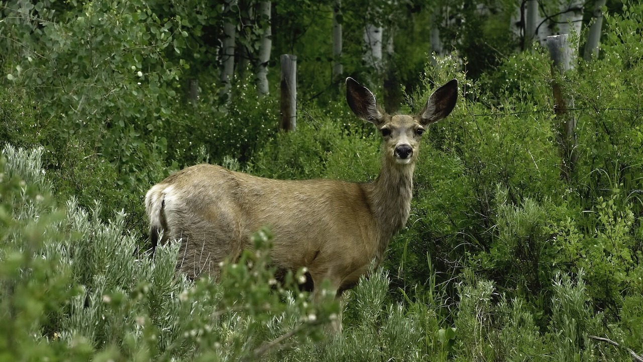 Photo of Others in Colorado Springs