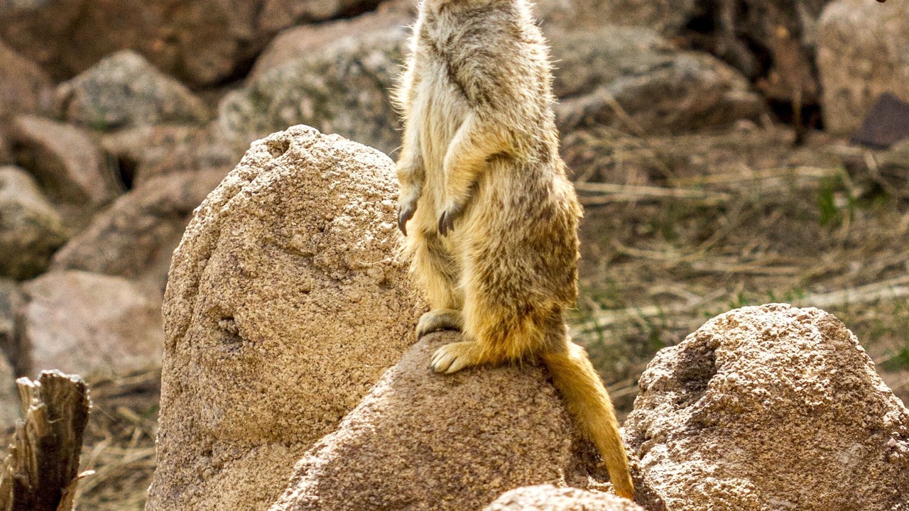 Photo of Others in Colorado Springs