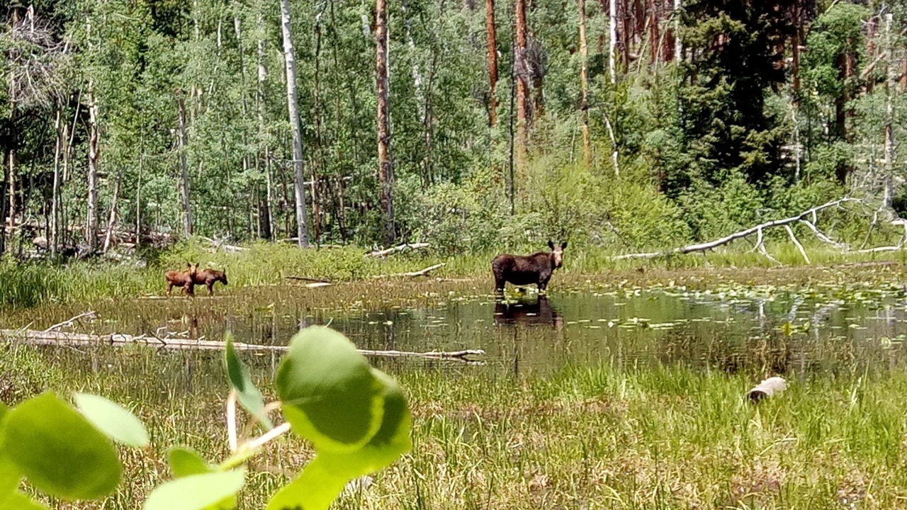 Photo of Others in Wildernest