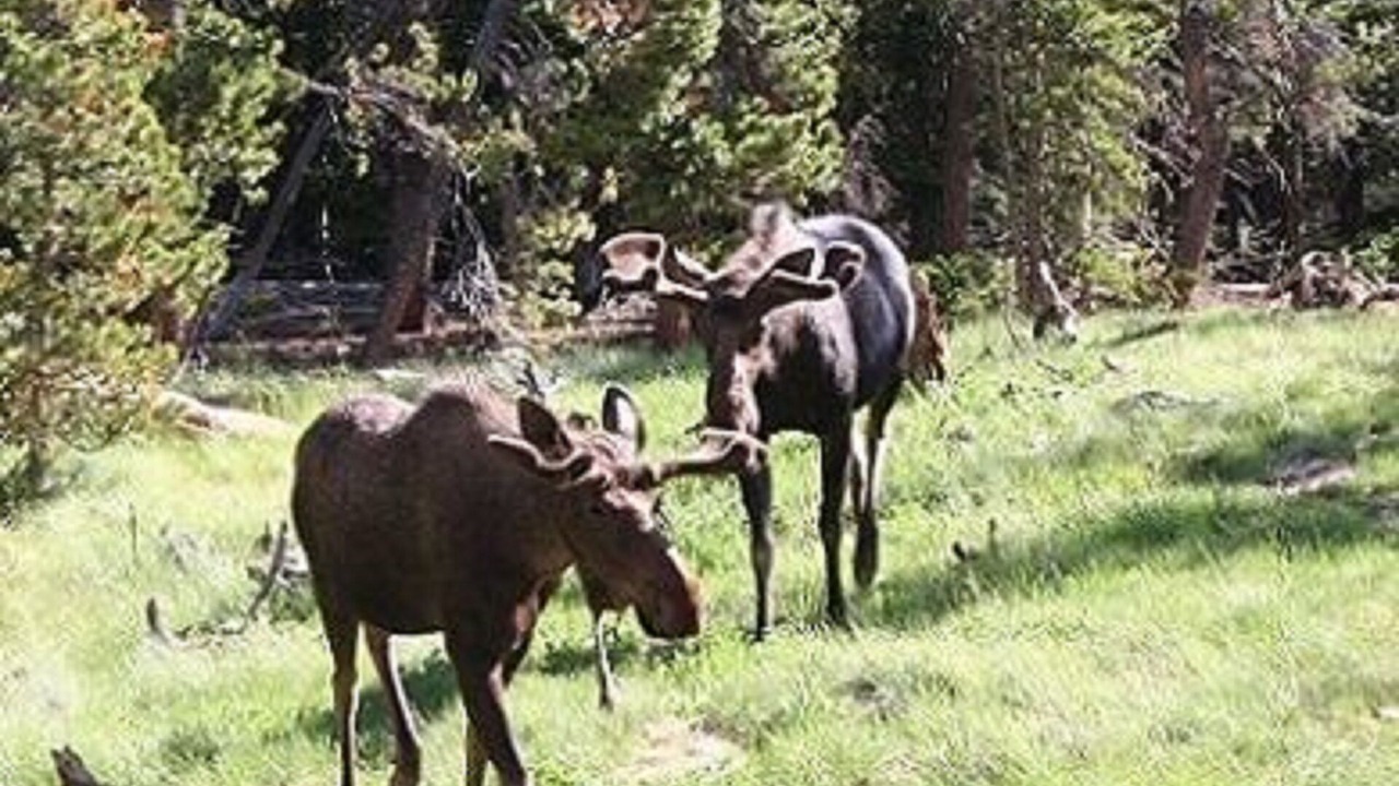 Photo of Others in Estes Park