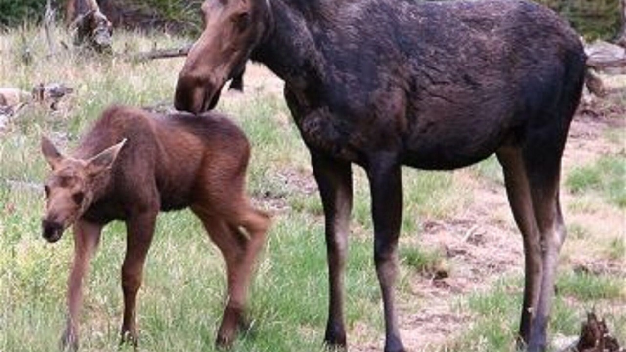 Photo of Others in Estes Park