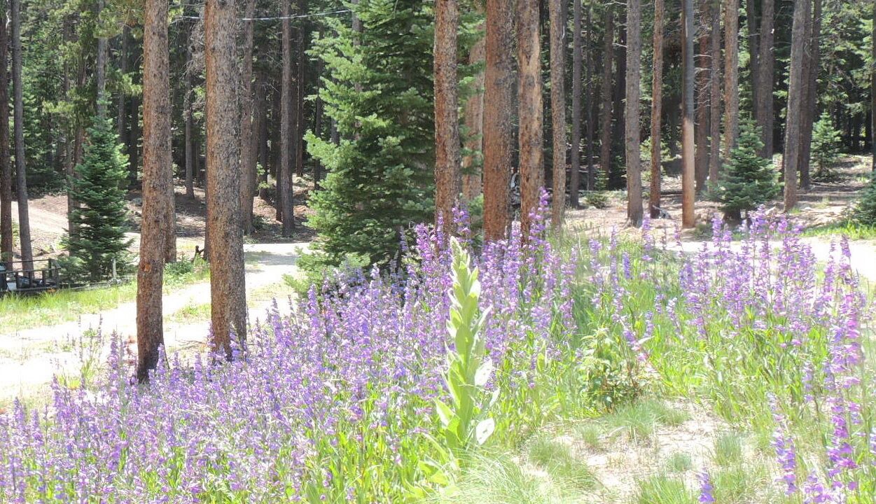 Photo of Outdoor in Estes Park