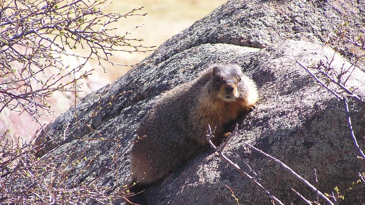 Photo of Others in Estes Park
