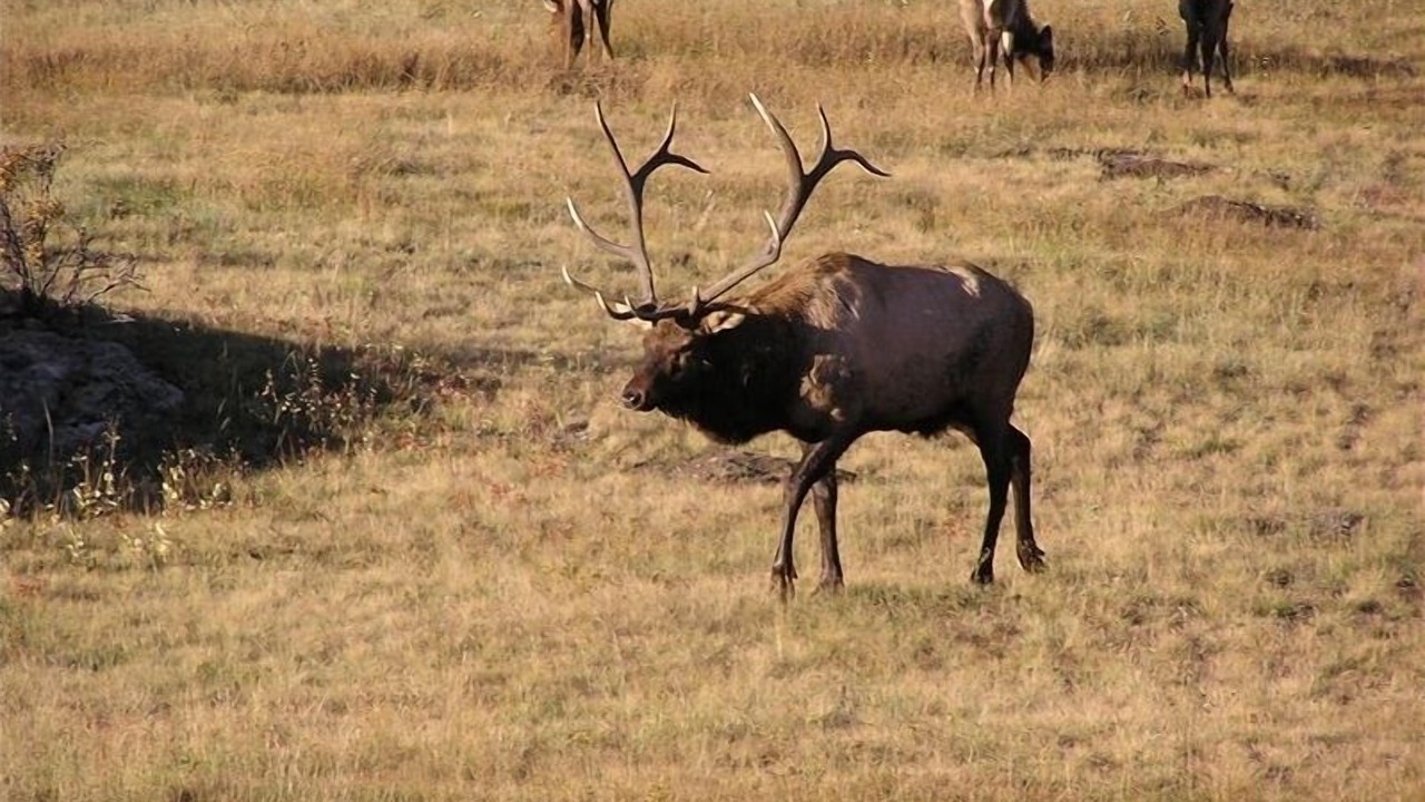 Photo of Others in Estes Park