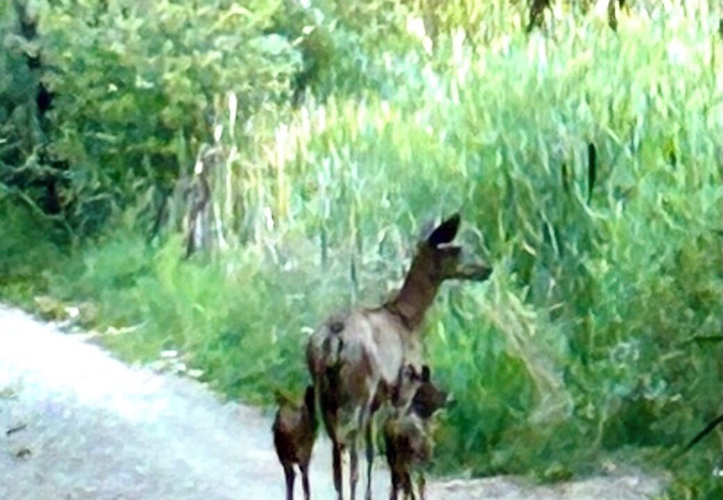 Photo of Others in Arroyo Seco