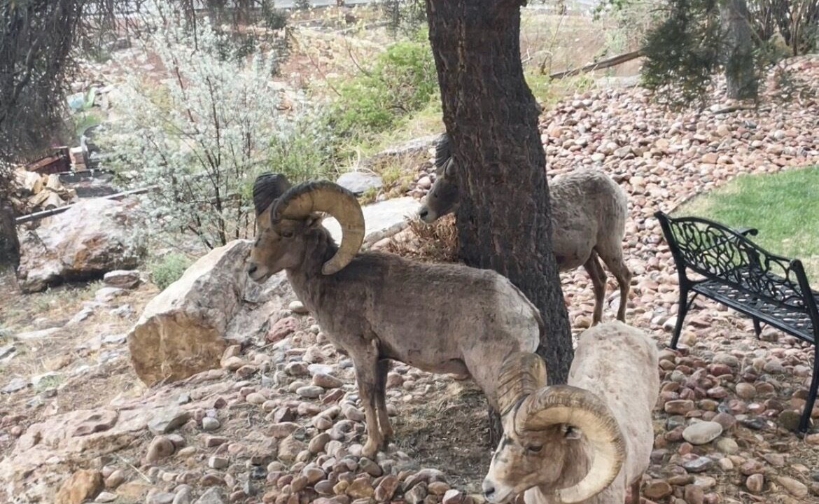 Photo of Others in Mountain Shadows