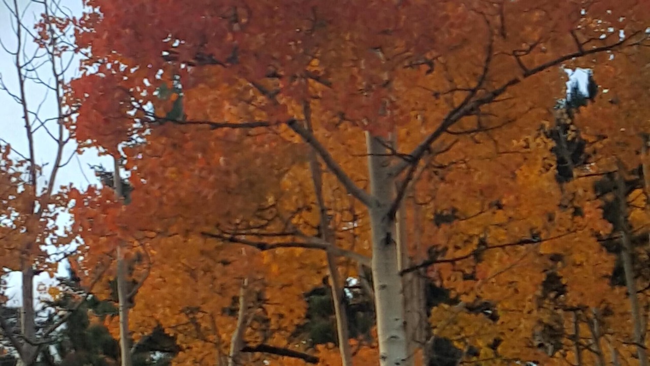 Photo of Others in Indian Mountain