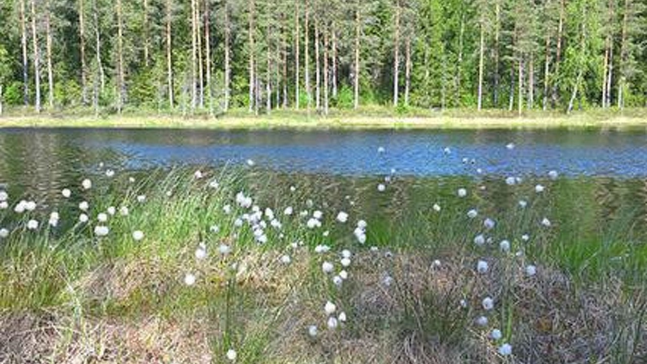 Photo of Others in Ikaalinen