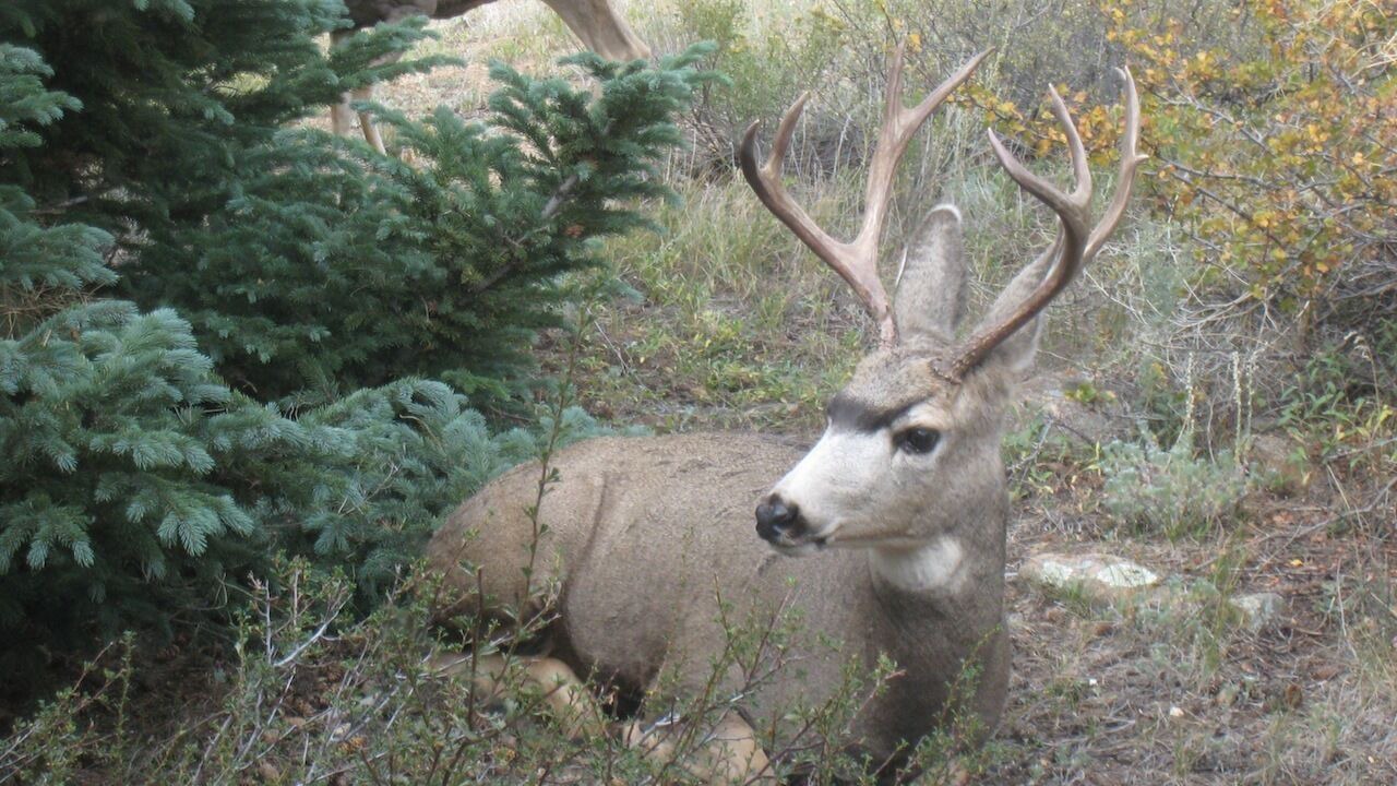 Photo of Others in Estes Park