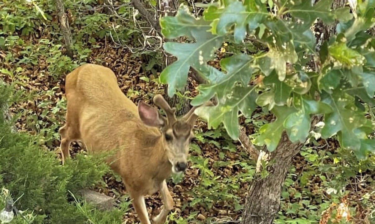 Photo of Others in Colorado Springs