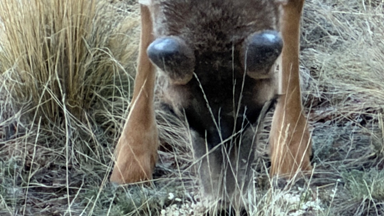 Photo of Others in Indian Mountain