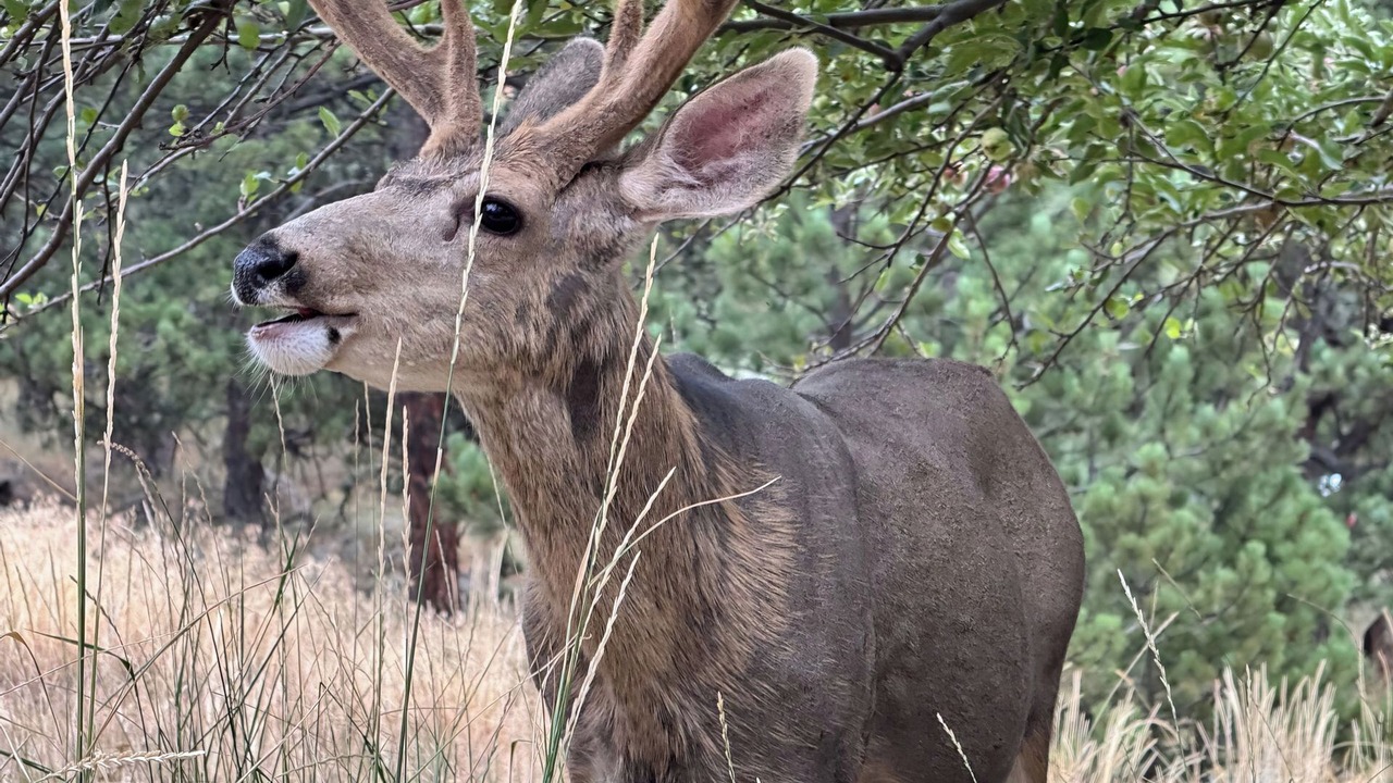 Photo of Others in Boulder