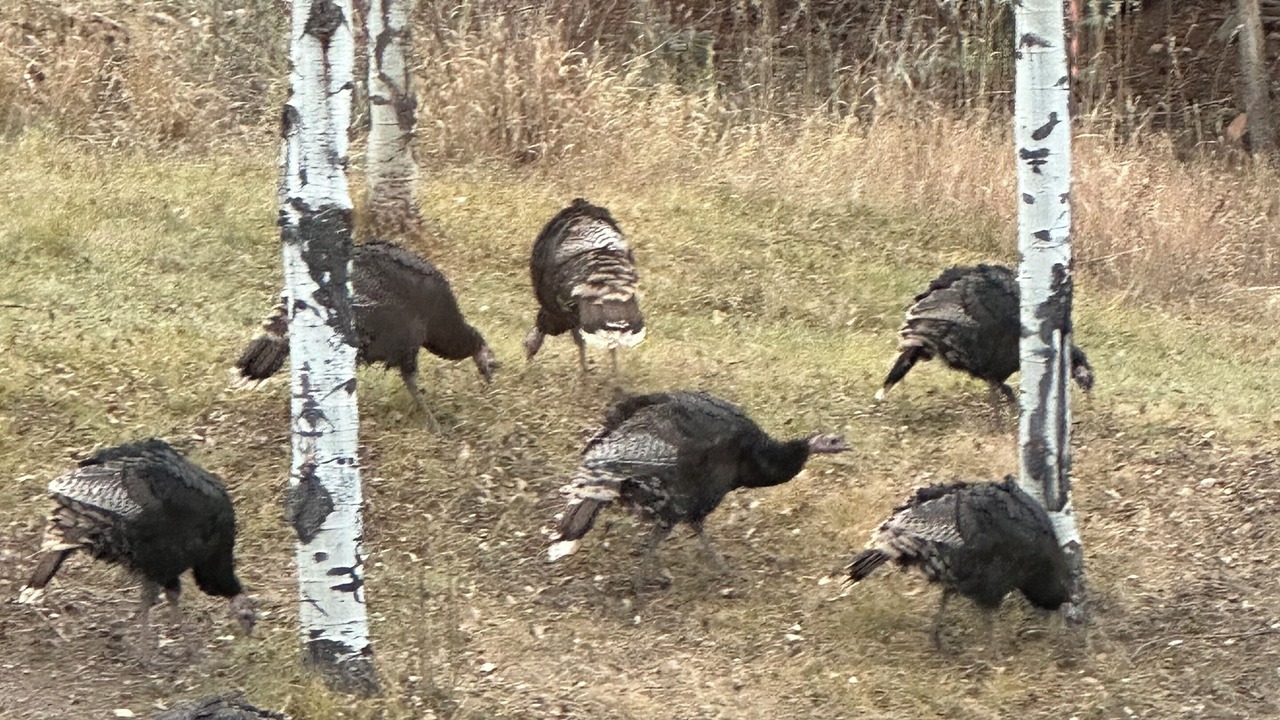 Photo of Others in Evergreen