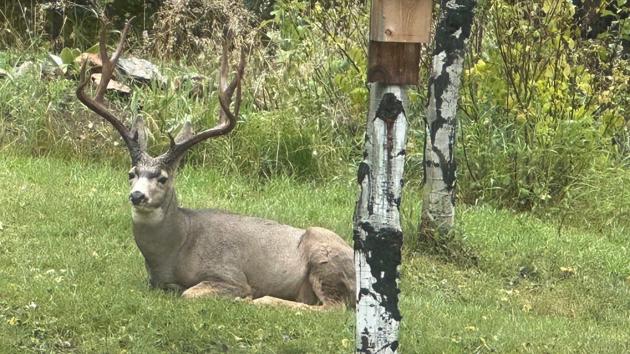 Photo of Others in Evergreen